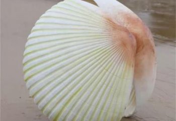 售樓處貝殼雕塑 商業(yè)街仿真雕塑 動物擺件