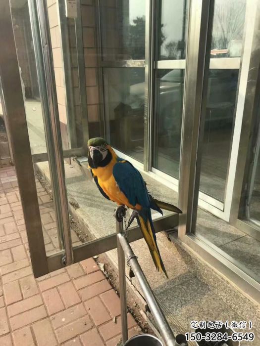 大型鸚鵡雕塑 步行街宣傳雕塑 仿真擺件 大型鸚鵡雕塑 步行街宣傳雕塑 仿真擺件